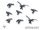 Ravens
