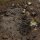 AK8017 - Muddy Ground, 250ml