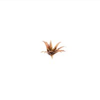 Red Aloe