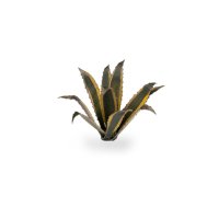 Agave