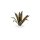 Agave