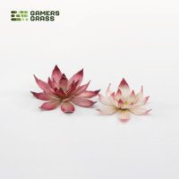 Lotus Flower
